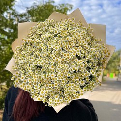 Ромашки Ромашки